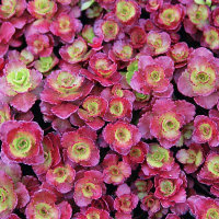 Sedum - Dragons Blood - Purple/red and green leaves